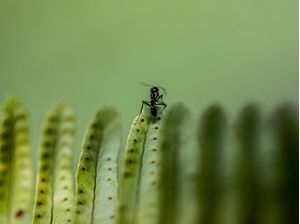HELLO THERE! (MACRO COLLECTION)