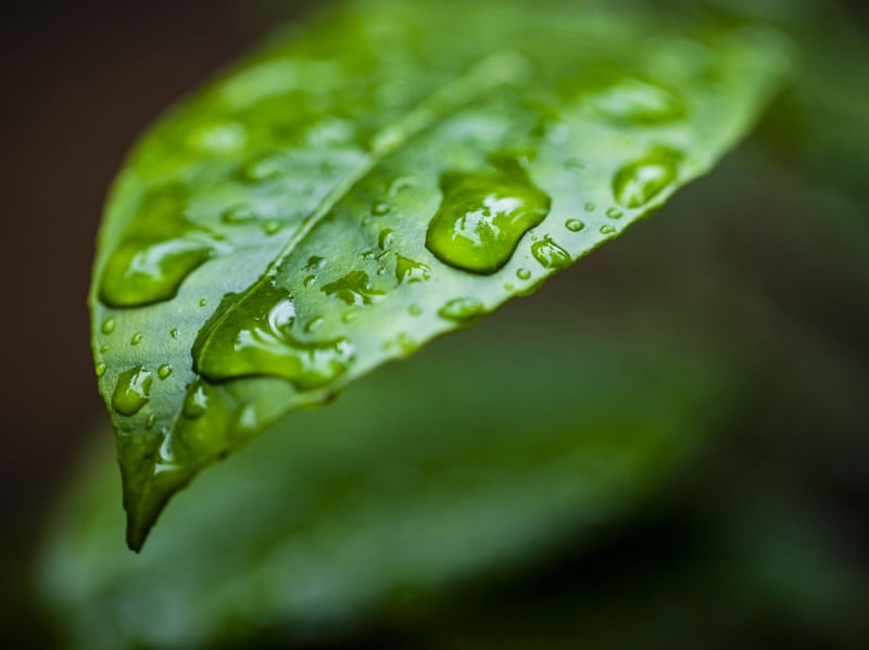 GOTA DE CHUVA (MACRO COLLECTION)