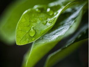 GOTA DE CHUVA 2 (MACRO COLLECTION)
