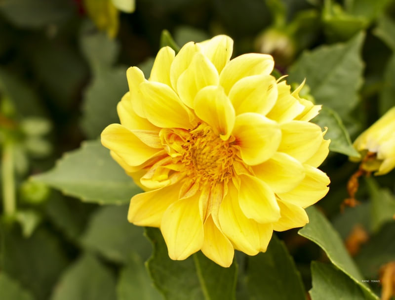 FLOR AMARELA EM CLOSE UP