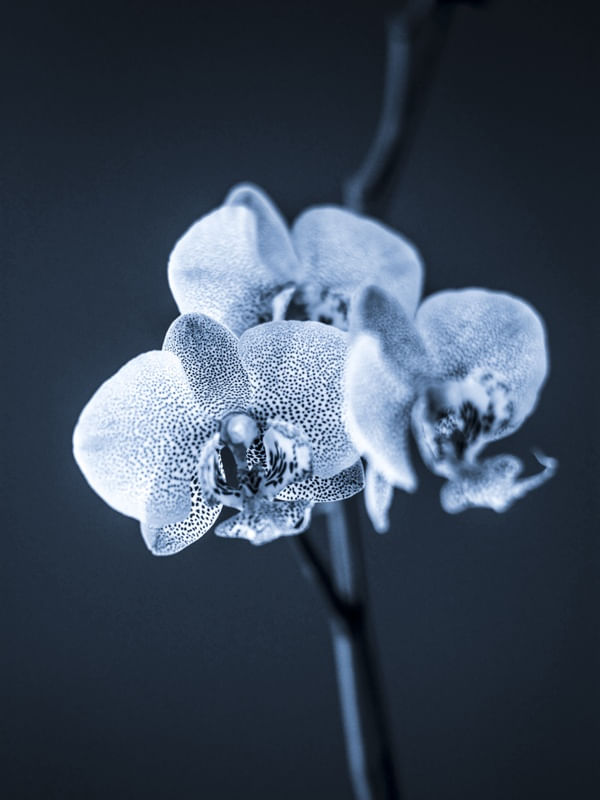 ORQUÍDEA AZUL
