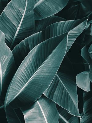 LEAVES BEAUTY