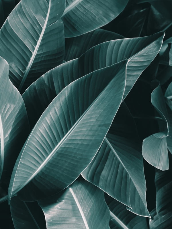 LEAVES BEAUTY
