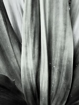 PLANTA CINZA SATURADA 00