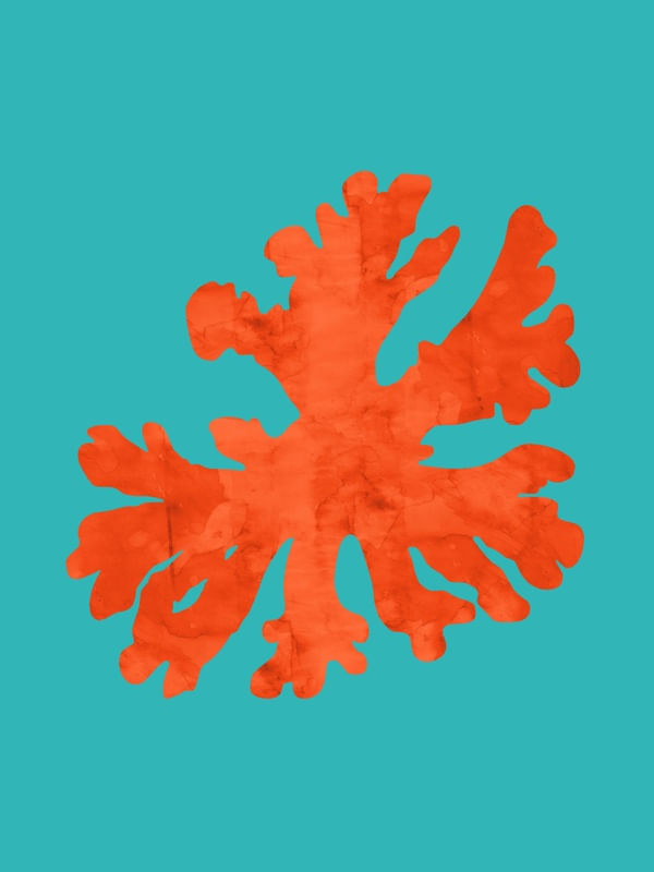 CORAL VERMELHO I