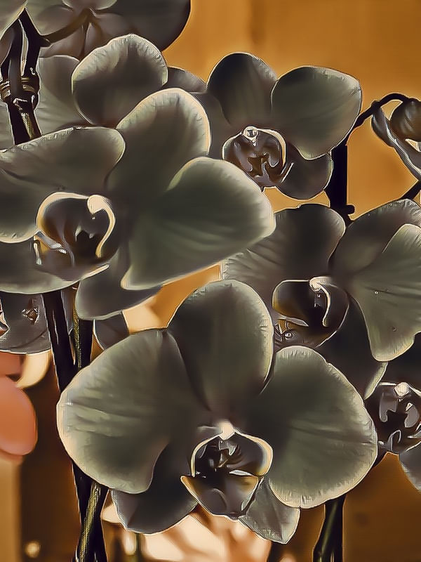 ORQUÍDEAS NEGRAS