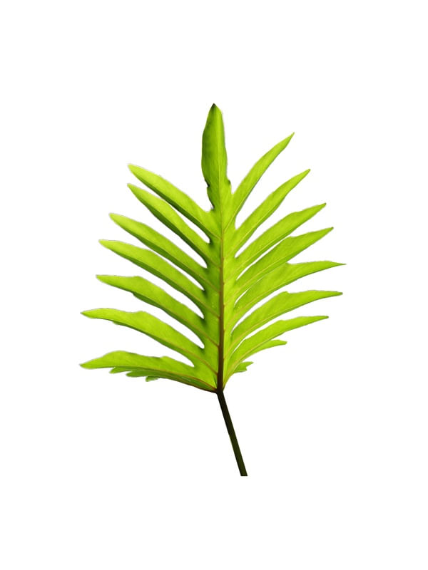 NATUREZA COR 050 LV