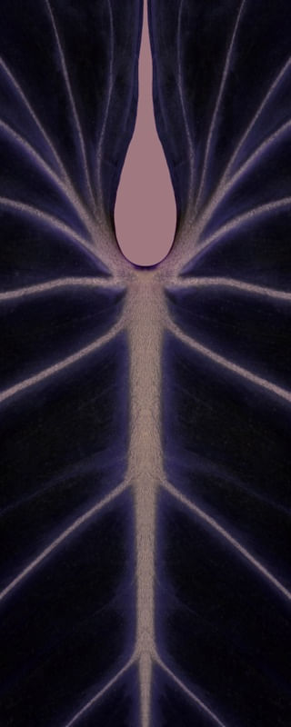 NATUREZA COR 056 LV