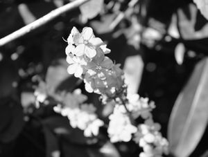 MY FLOWERS