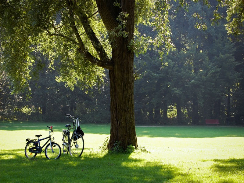 BICICLETAS NO PARQUE