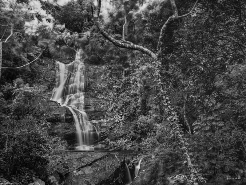 VENTANIA NA FLORESTA MÁGICA