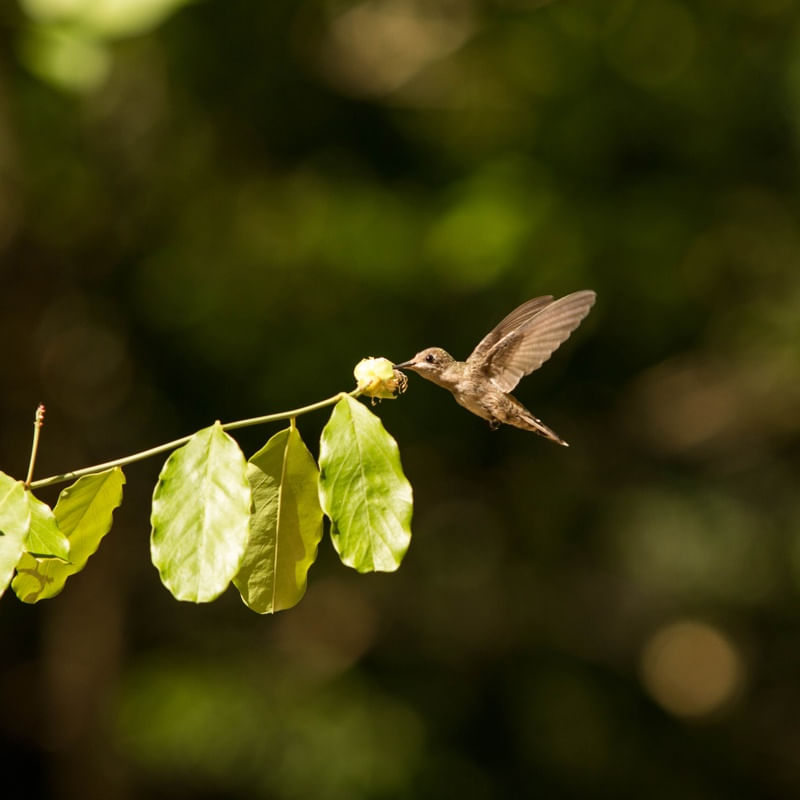 O BEIJA-FLOR