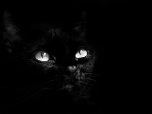 GATO OU PANTERA