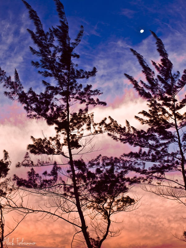 PINK SUNSET