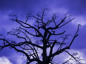 CREEP TREE