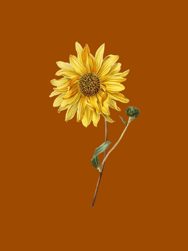 MINIMALISTAGSOL