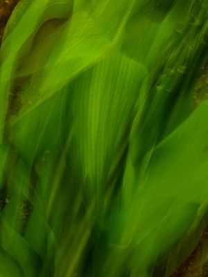FOLHAS AO VENTO_2