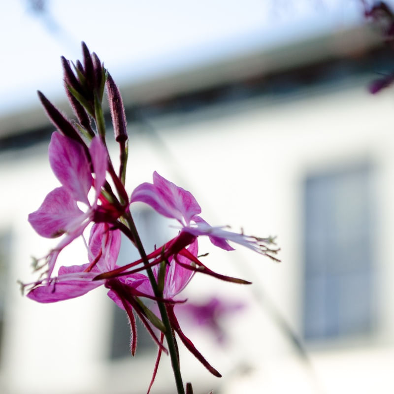 PRIMAVERA DELICADA