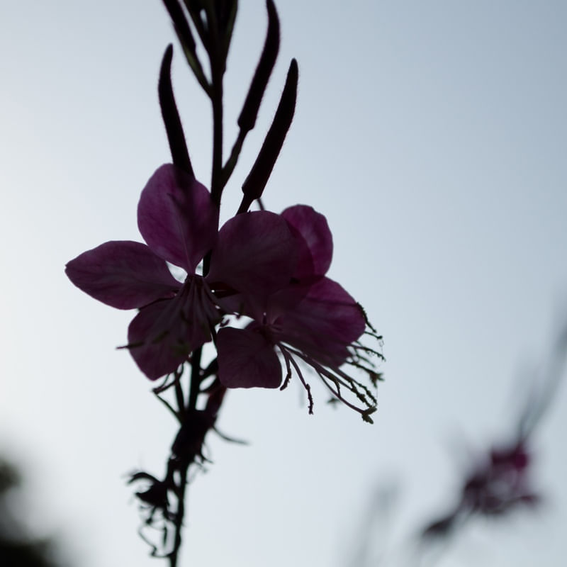 PRIMAVERA DELICADA II
