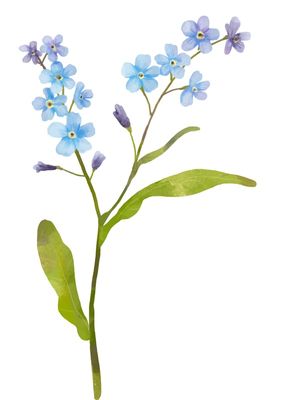 FLORES AZUIS E ROXAS