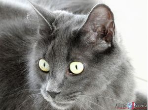 GRAY CAT