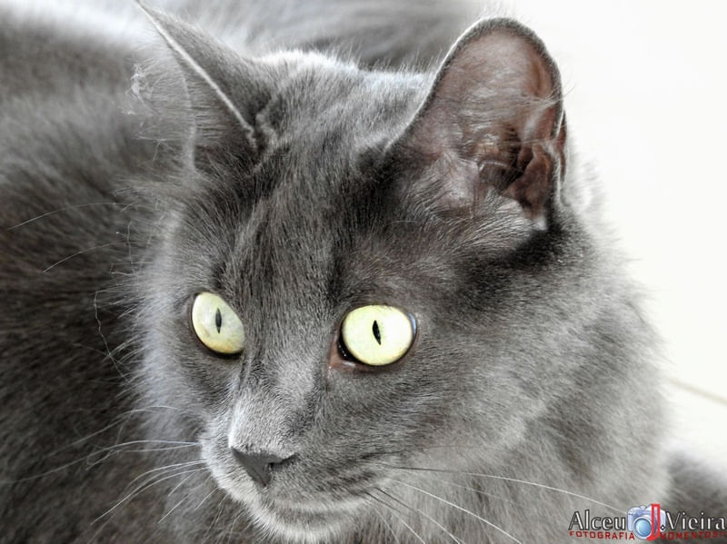 GRAY CAT