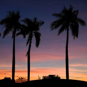PURPLE PALM TREES