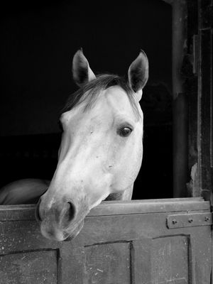 CAVALO BRANCO