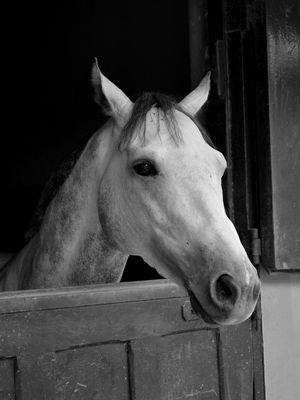 CAVALO ALAZÃO