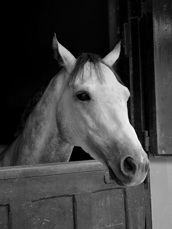 CAVALO ALAZÃO