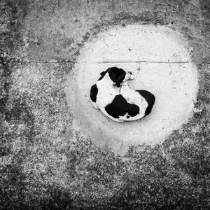 THE LONE CIRCLE