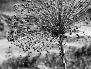 FLOR DA CANASTRA