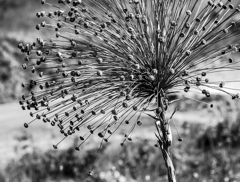 FLOR DA CANASTRA