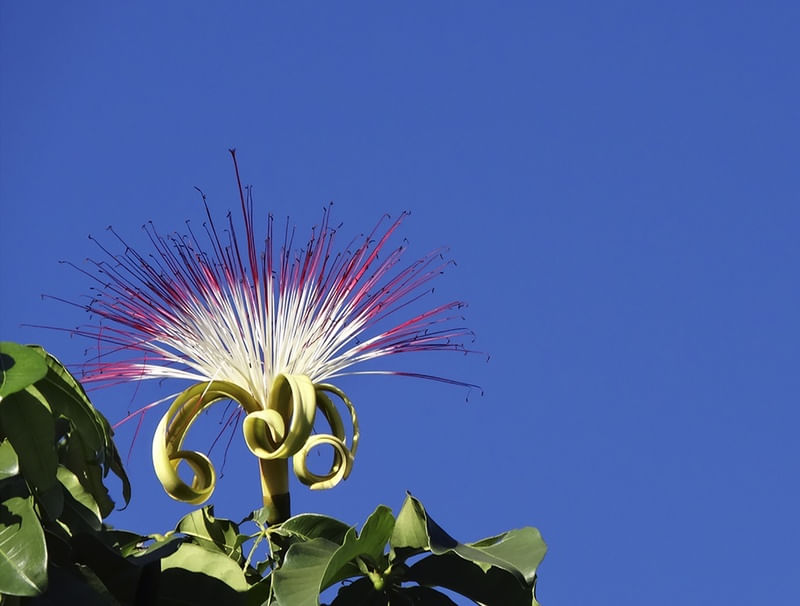 FLOR DO CÉU