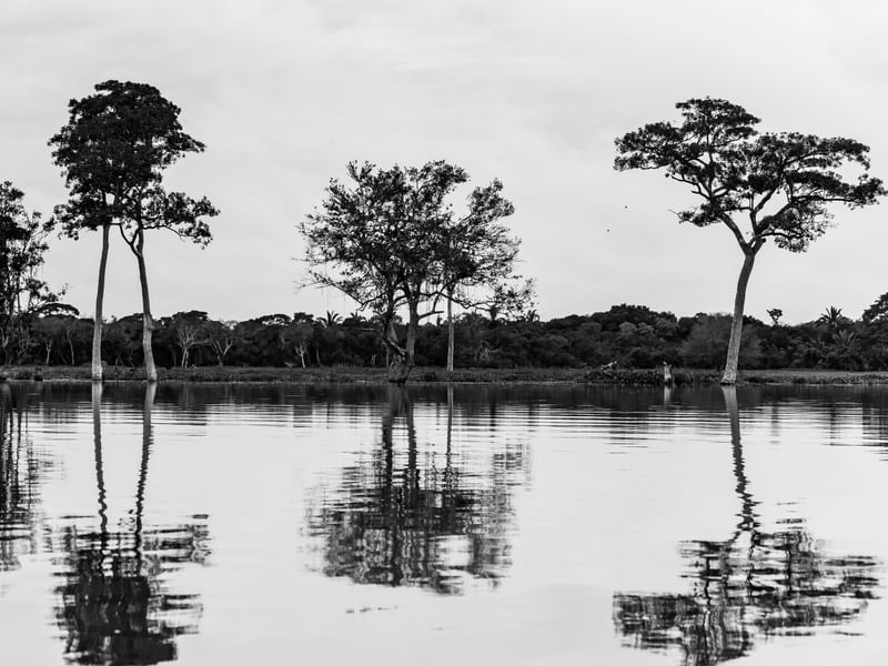 PAISAGEM PANTANEIRA 01