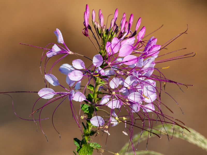 FLOR DO BREJO