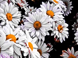 HOLAMBRA FLORAL