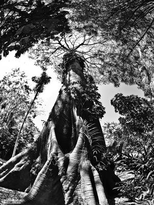 BAOBÁ CENTENÁRIO