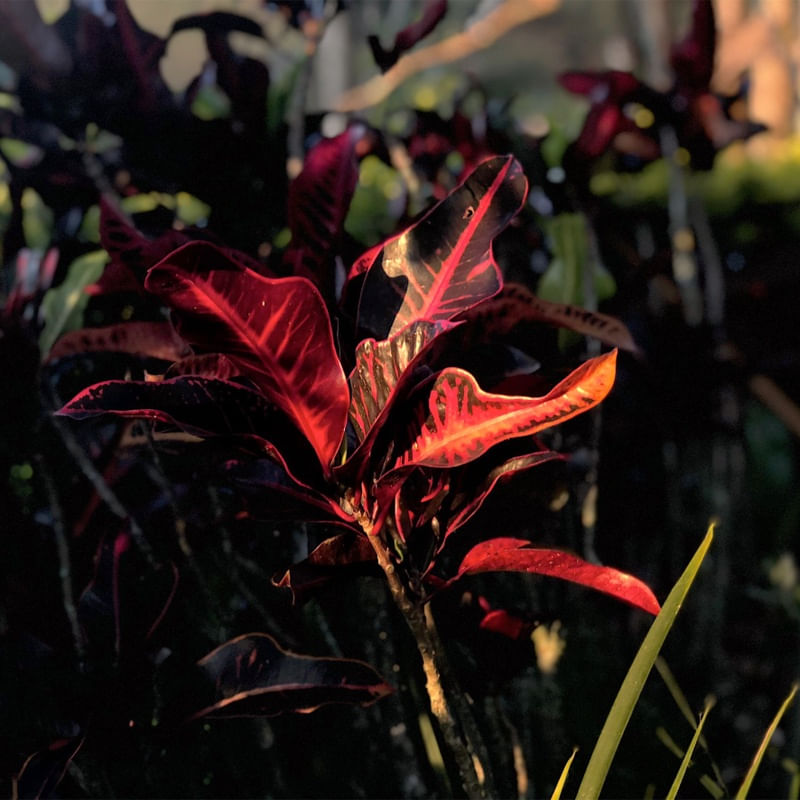 FOLHAS VERMELHAS NA NATUREZA