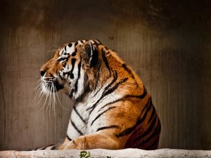 THE TIGER 1