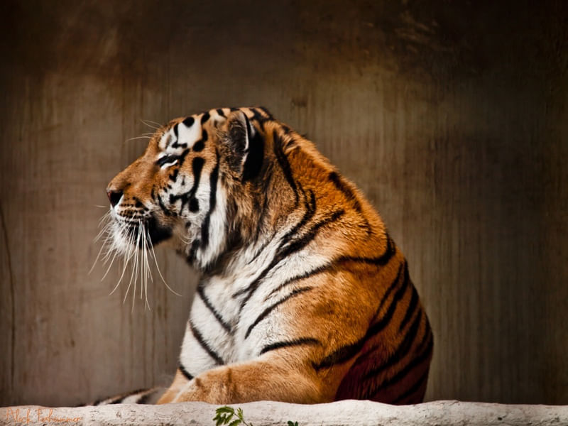THE TIGER 1
