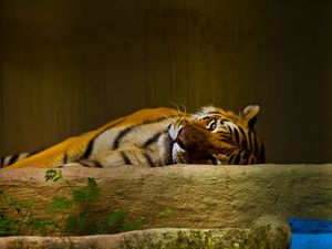 THE TIGER 2