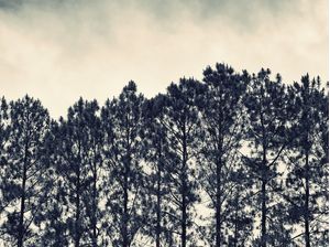 ARBOREUM