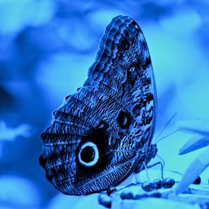 BORBOLETA EM AZUL 00
