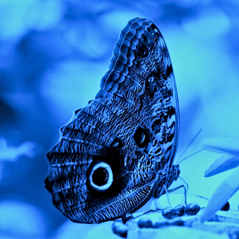 BORBOLETA EM AZUL 00