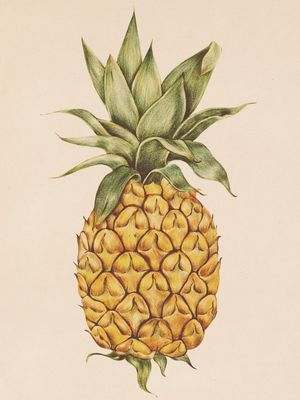 FRUTA PINEAPPLE
