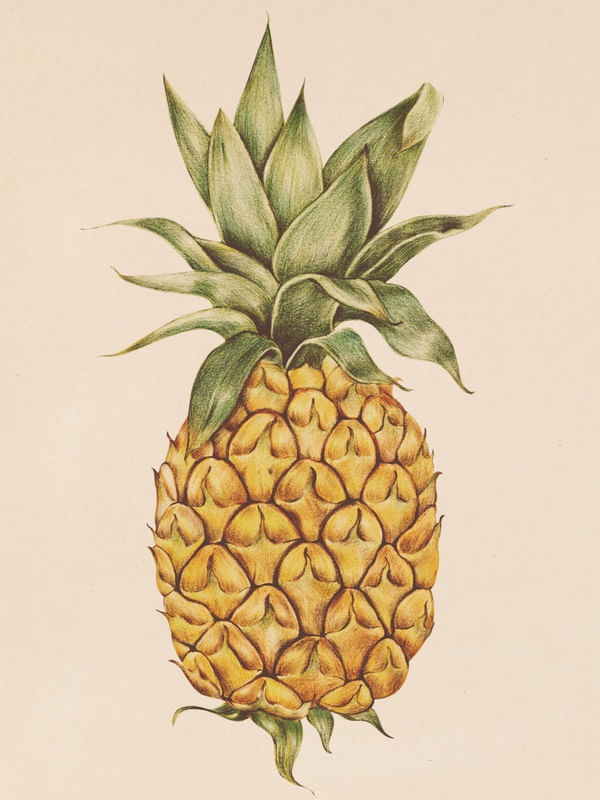 FRUTA PINEAPPLE