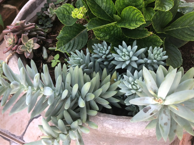 SUCULENTAS NO JARDIM