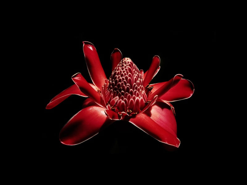 NATUREZA COR 080 LVD