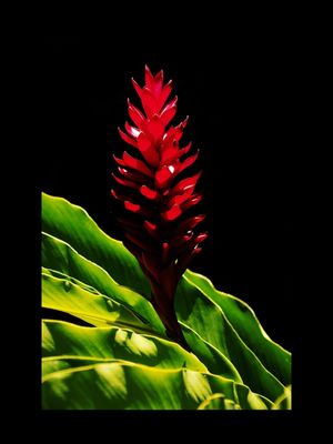 NATUREZA COR 077 LVD